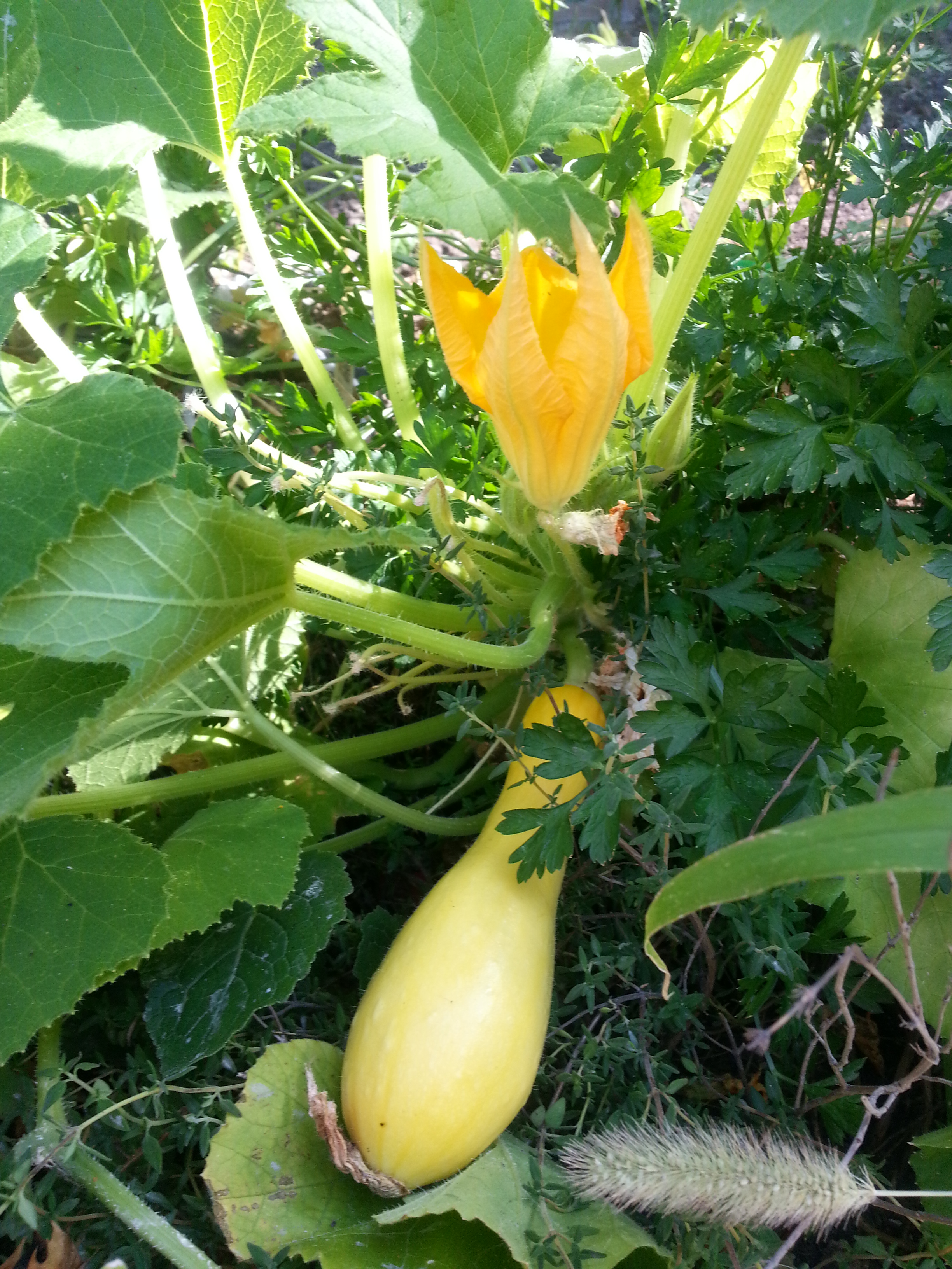 My garden was a bust because of all the repairs we had done this summer but on Sunday, Todd found one yellow squash buried in the brush. I never even got the little plant out of it's Home Depot pot!